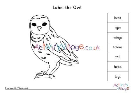 Label Parts Of An Owl