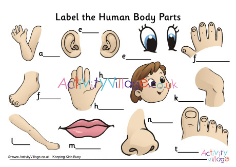 label the human body parts