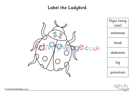 Label the ladybird worksheet