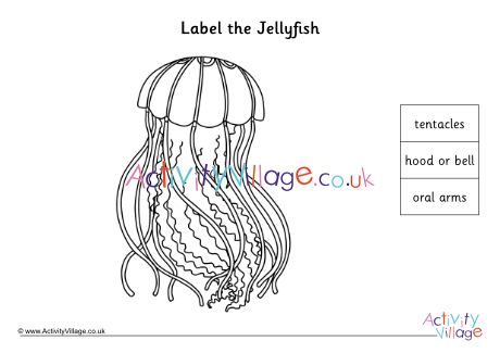 Label the parts of a jellyfish