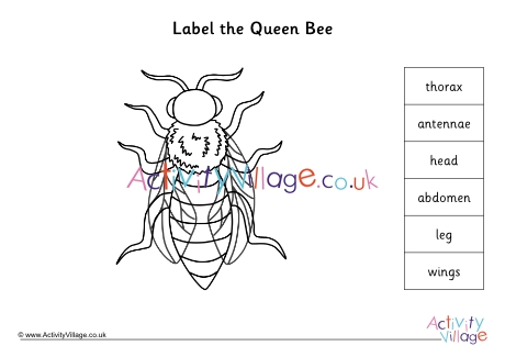 Label the queen bee worksheet