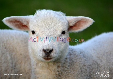 Lamb poster 2
