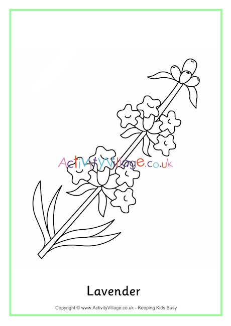 Lavender Colouring Page