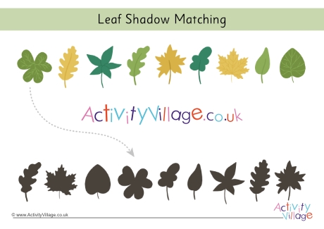 Leaf Shadow Matching