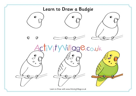 Learn To Draw A Budgie