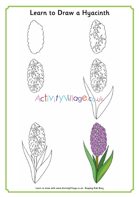 Learn to draw a hyacinth