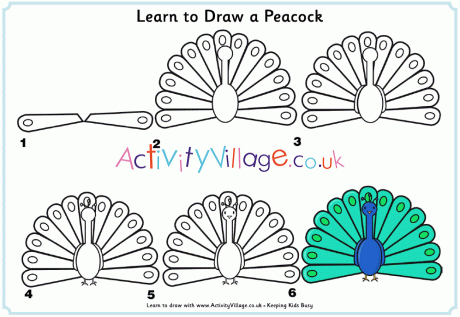 Learn To Draw A Peacock