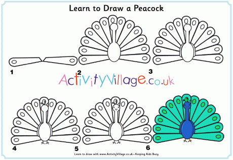 Learn to draw a peacock