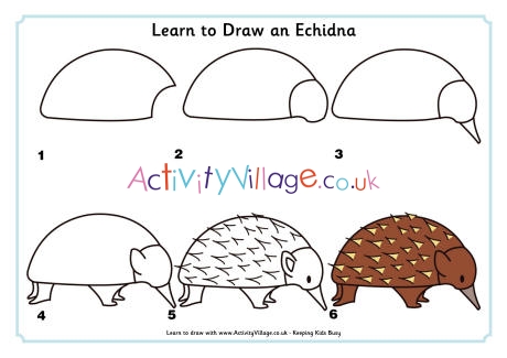 Learn to draw an echidna