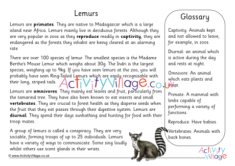 Lemur Fact Sheet