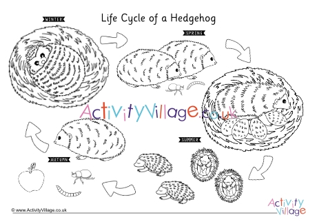 Life cycle of a hedgehog colouring page