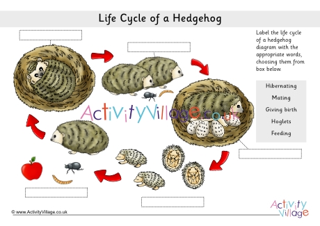 Life cycle of a hedgehog labelling worksheet