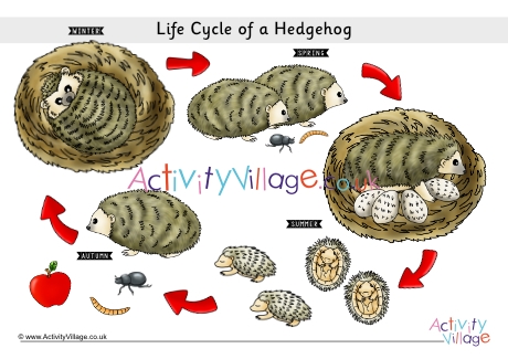 Life Cycle of a Hedgehog Poster