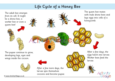 Life cycle of a honey bee poster - captions