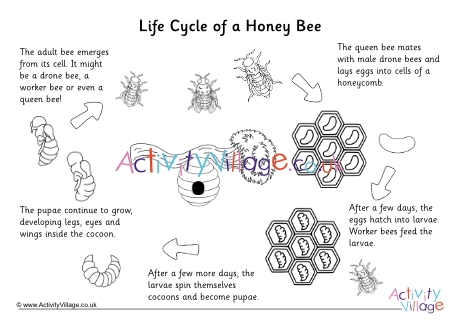 Life cycle of a honey bee colouring page