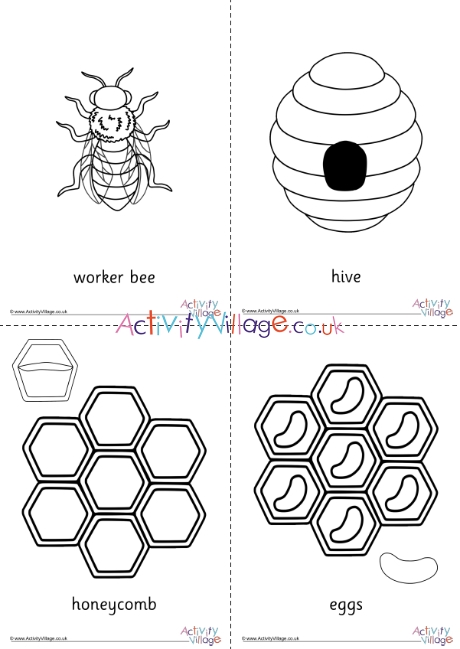 Life cycle of a honey bee display set
