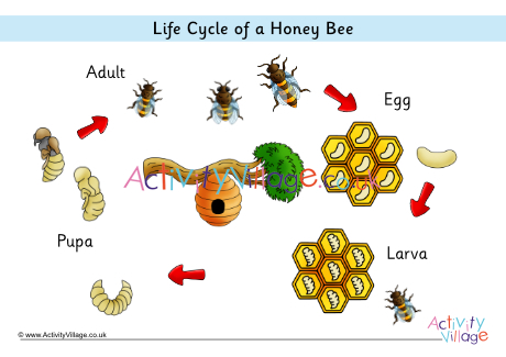 Life cycle of a honey bee poster - labels