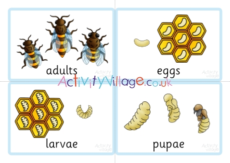 Life cycle of a honey bee sequencing cards