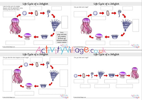 Life cycle of a jellyfish labelling worksheets