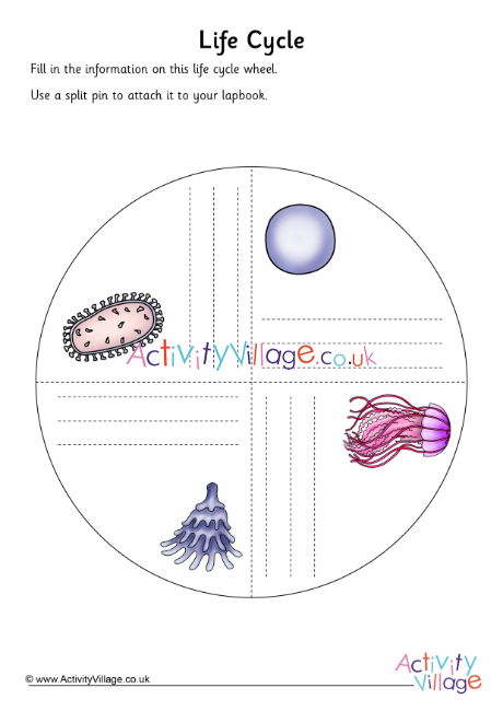 Life cycle of a jellyfish turning circle
