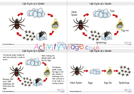 Life Cycle Of A Spider Posters