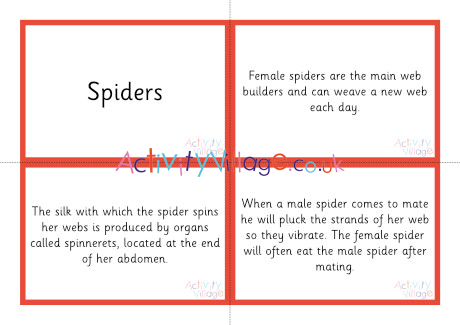 Life Cycle Of A Spider Sorting Cards