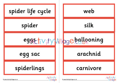Life Cycle Of A Spider Word Cards