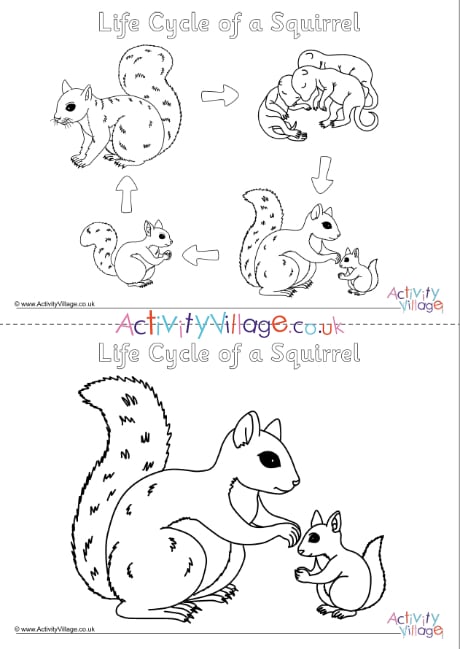 Life Cycle Of A Squirrel Colouring Pages