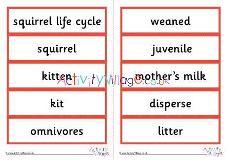 Life Cycle Of A Squirrel Word Cards