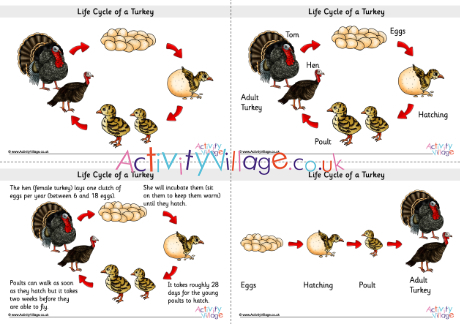 Life cycle of a turkey posters