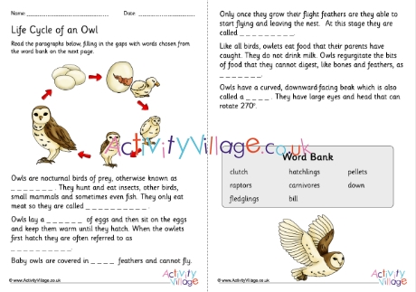 Life Cycle Of An Owl Cloze