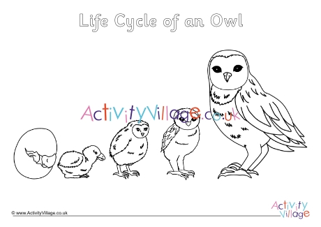 Life Cycle Of An Owl Colouring Page 2