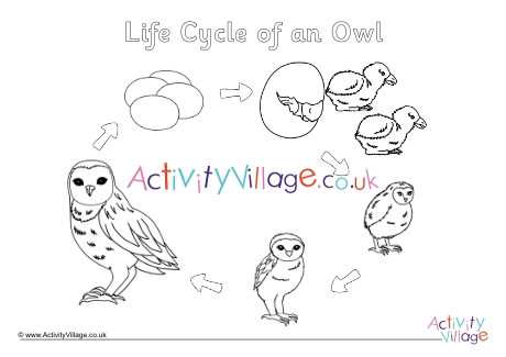 Life Cycle Of An Owl Colouring Page