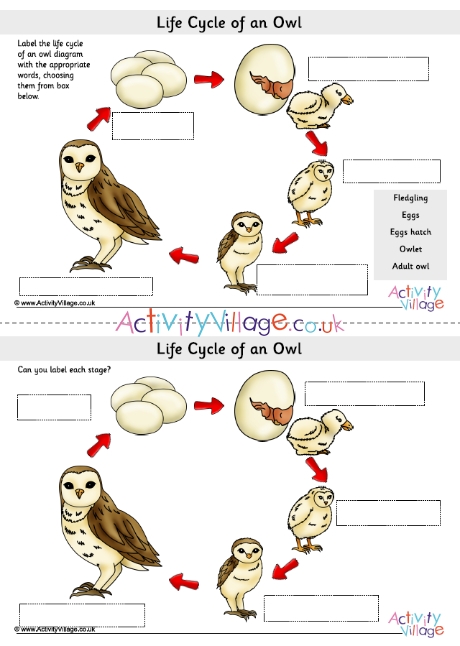 Life Cycle Of An Owl Labelling Worksheets