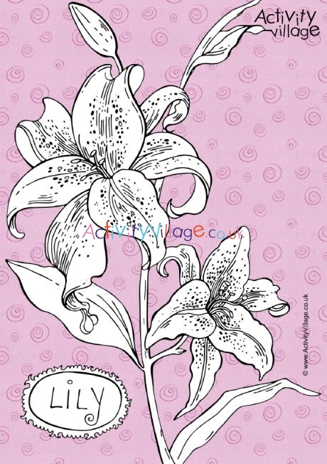 Lily colouring page 2