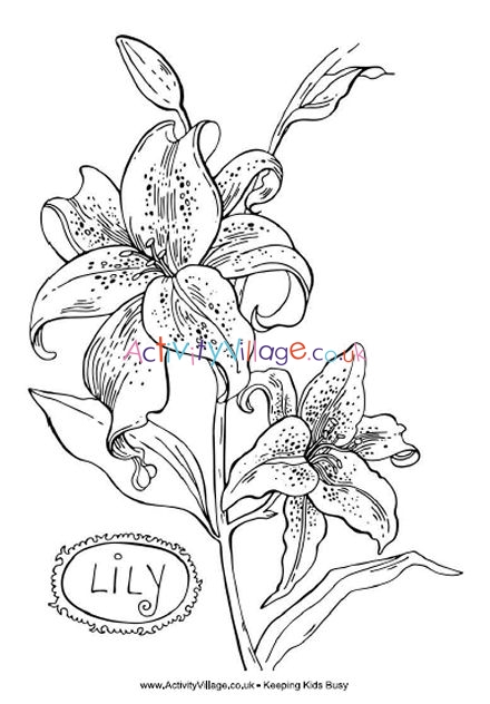 Lily colouring page