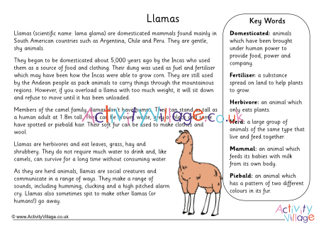 Llama Leisure - SOS Children's Villages