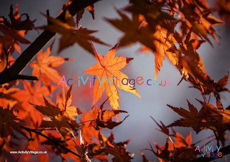 Maple Leaves Poster