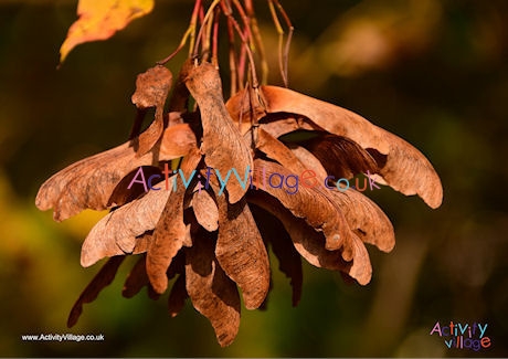 Maple seeds poster