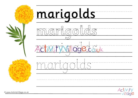 Marigolds handwriting worksheet