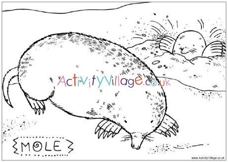 Mole colouring page