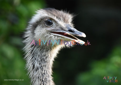 Ostrich poster 3