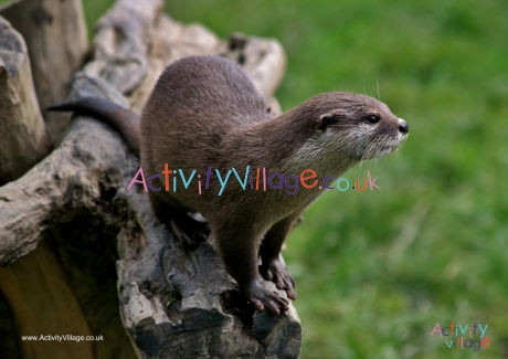 Otter Poster 2