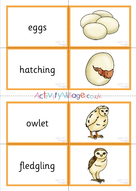 Owl Life Cycle Matching Cards