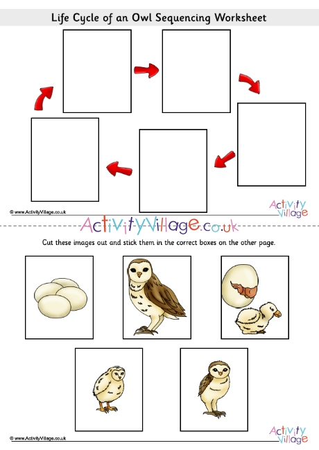 Owl Life Cycle Sequence Worksheet