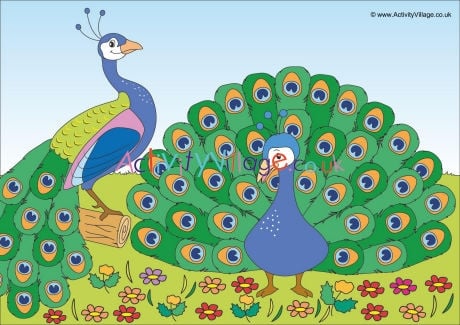 Peacocks Scene Poster
