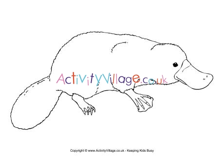 Platypus colouring page
