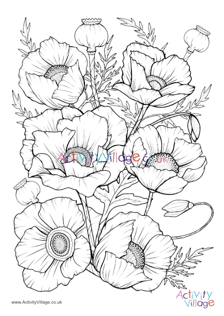 Poppies colouring page