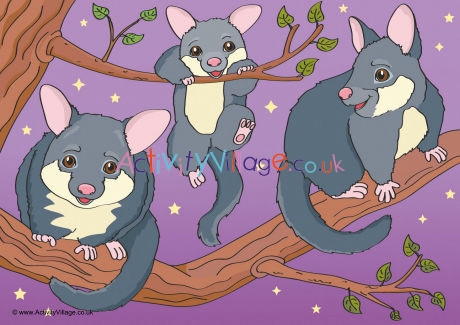 Possum Scene Poster
