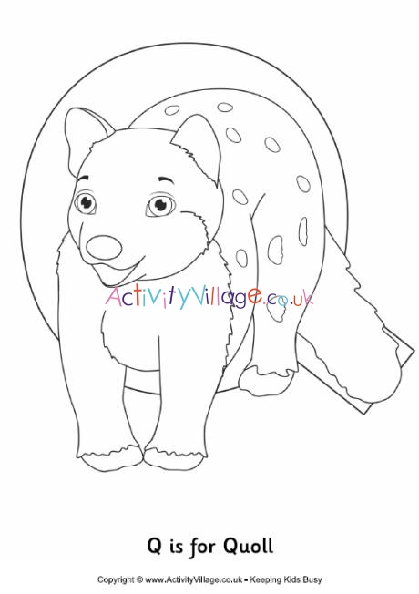 Q is for quoll colouring page